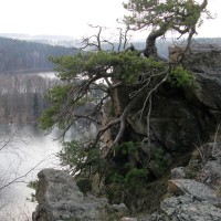 Oheb - zakrslá borovice