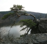 Oheb - zakrslá borovice