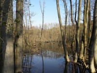 Lužní les - Mokrá-Horákov