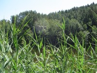 Věžák - červen 2011