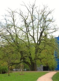 Boskovice - zámecký park