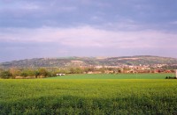 Výhon