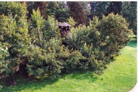 Kamenice nad Lipou - památná lípa