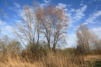 Brod nad Dyjí - poloostrov Sinaj