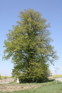Jedovnice - Hrubá lípa