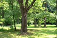 Velké Losiny - lázeňský park