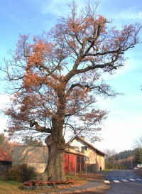 Jablonné nad Orlicí - památný dub