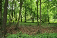 Střelický les - přírodní památka