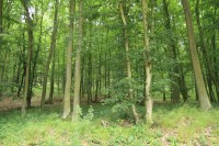 Střelický les - přírodní památka