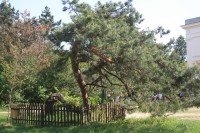 Borovice U tří grácií