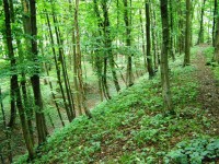 Češovské valy
