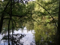 Pilský rybník