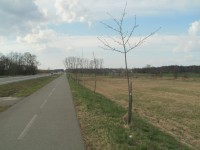 cyklostezka u Týniště nad Orlicí