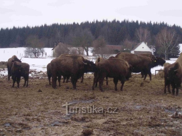 Bizoní farma Na Černém potoce Rožnov