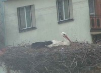Web Kamera Čáp bílý v Novém Veselí