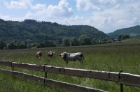 Heřmánky - Na Rozcestí