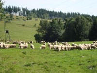 Stále ovce