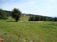 Přes ovčín na Popovský kříž
