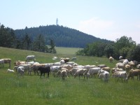 Rozhledna Veselý vrch