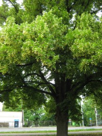 Lípa svobody