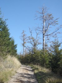 Cesta na vrchol Královeckého Špičáku