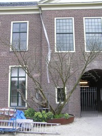 Hortus Botanicus Leiden