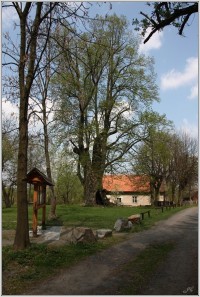 Štikovská lípa