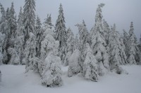 Zimní zahrada
