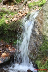 Stvořidla