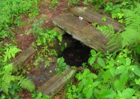 Studánka u kořenů dubu