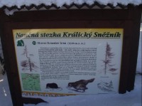 kolem Králického Sněžníku