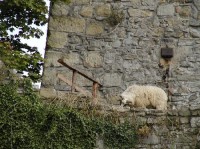 hrad