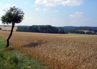 Pohled na lesík kolem jezírka od Lažánek