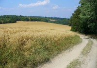 Polní cesta od Maršova