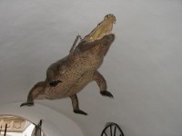 Brněnský Drak