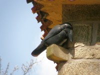 Detail krkavce