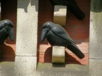 Detail jiného krkavce
