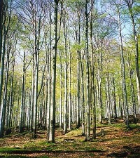Rohál