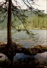 Černé jezero: stromy u břehu