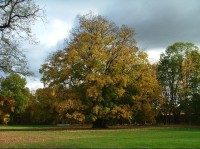 Hořovice podzi 2005: Zámecký park