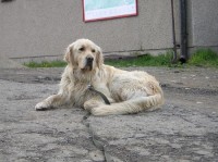Chata - Javorový