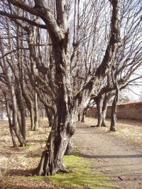 park v zimě