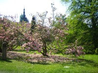 Kvetoucí magnolie