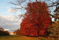 58. ČR  Židlochovice - zámecký park a  rozhledna  Akátová věž - Výhon