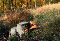 80. Levnov (Ketkovský hrad), Malá skála, Senoradský mlýn, Kraví hora – nejen  údolím   řeky Oslavy