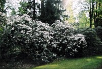 rododendrony: nádherné