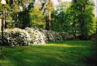 lázeňský park: škoda že nejde vyfotit tu vůni