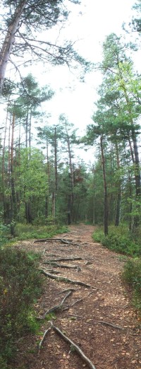 Cesta Červeným blatem je mnohdy prorostlá kořeny stromů