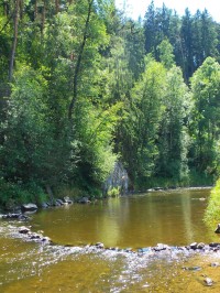 Řeka Malše pod obcí Římov, těsně pod místní čističkou odpadních vod