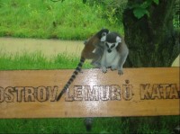 v ZOO